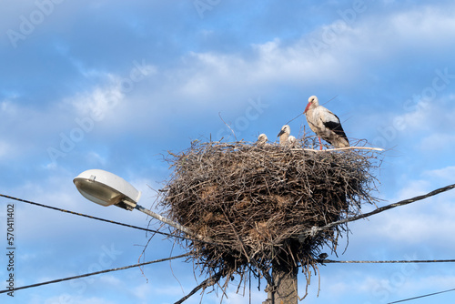 Des cigogneaux sur l'éclairage public