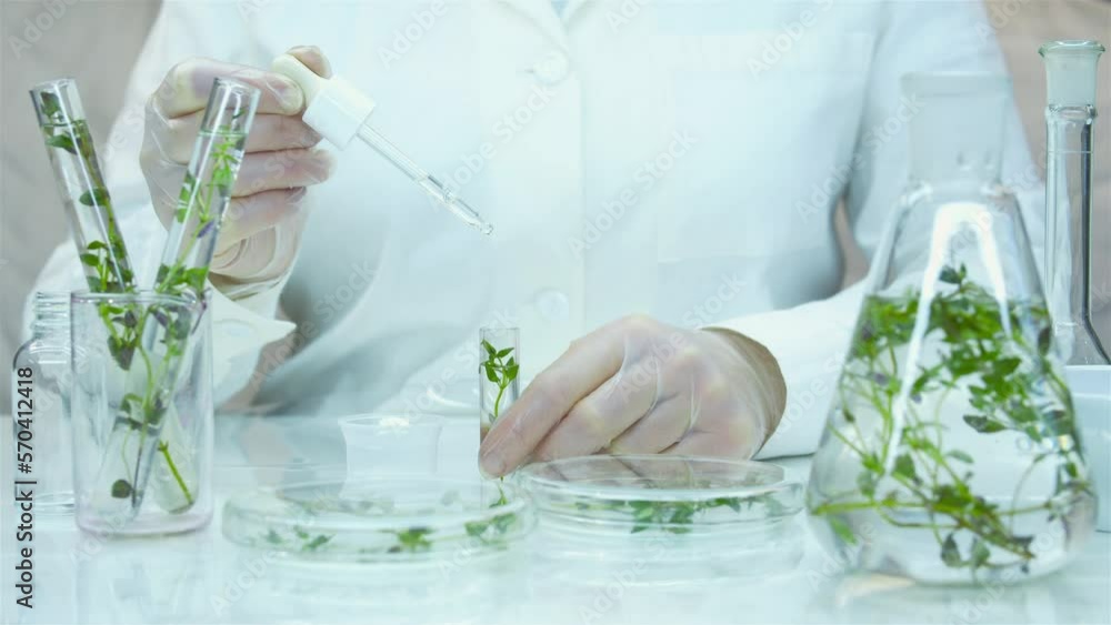 Research of useful and medicinal properties of plants. The development of medicines from natural components. A drop of extract. Nutrient solution. Sprouts in test tubes and flasks. Superfood. Research of useful and medicinal properties of plants. The development of medicines from natural components. A drop of extract. Nutrient solution. Sprouts in test tubes and flasks. Superfood.