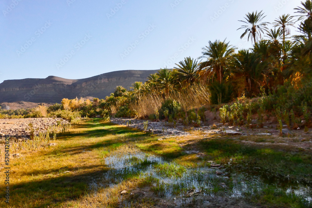 Marocco, oasi di Fint. Ouarzazate Marocco, oasi di Fint. Ouarzazate