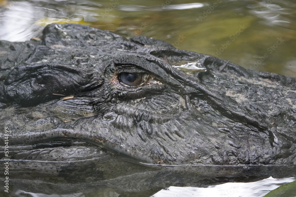 Obraz premium Head of the Black Caiman (Melanosuchus niger) Alligatoridae family. Amazon Rainforest, Brazil.