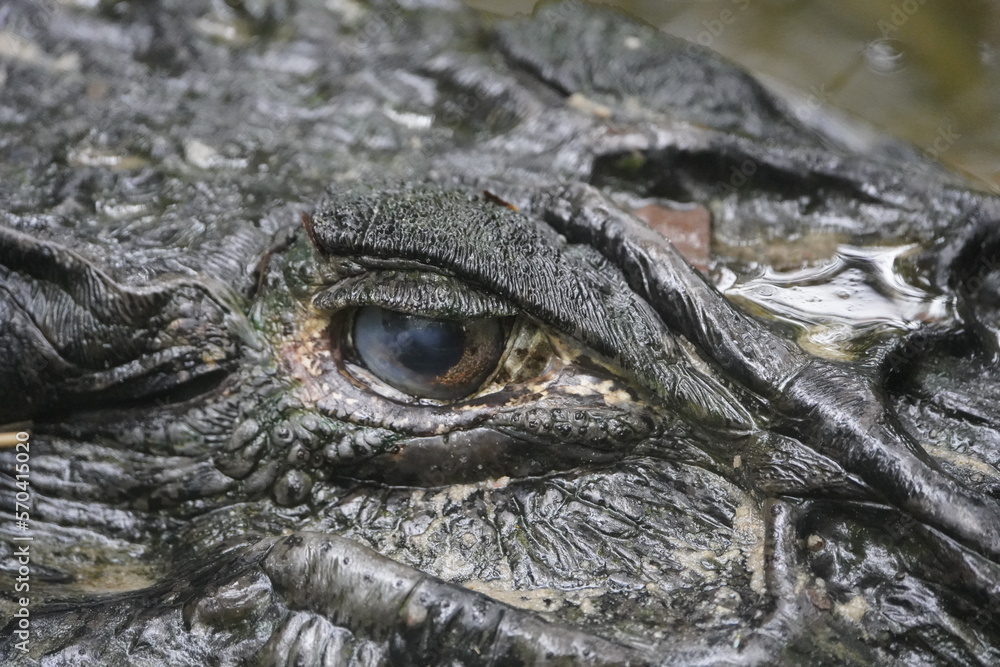 Head of the Black Caiman (Melanosuchus niger) Alligatoridae family. Amazon Rainforest, Brazil. Head of the Black Caiman (Melanosuchus niger) Alligatoridae family. Amazon Rainforest, Brazil.