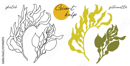 Kelp. Super food hand drawn sketch vector illustration.