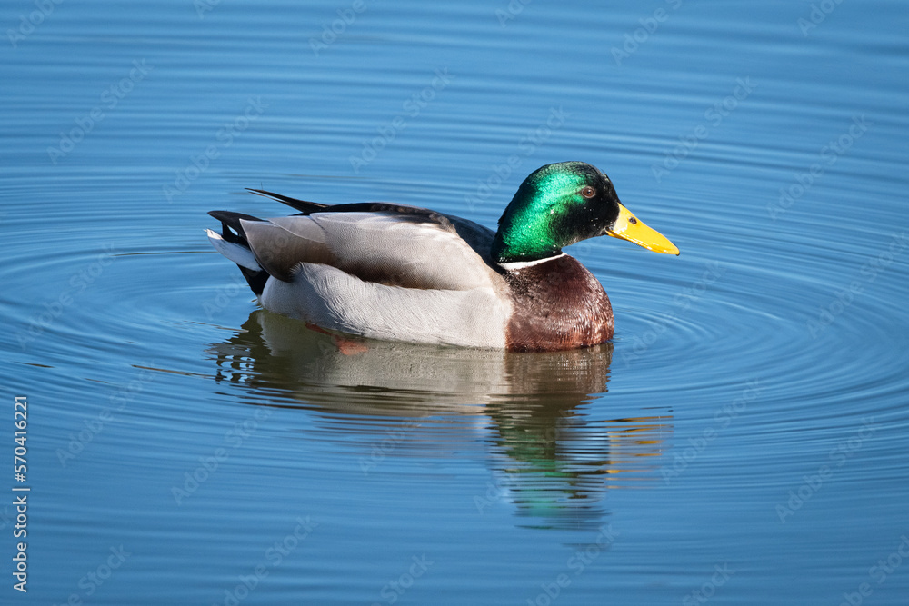 Obraz premium Canard col vert mâle