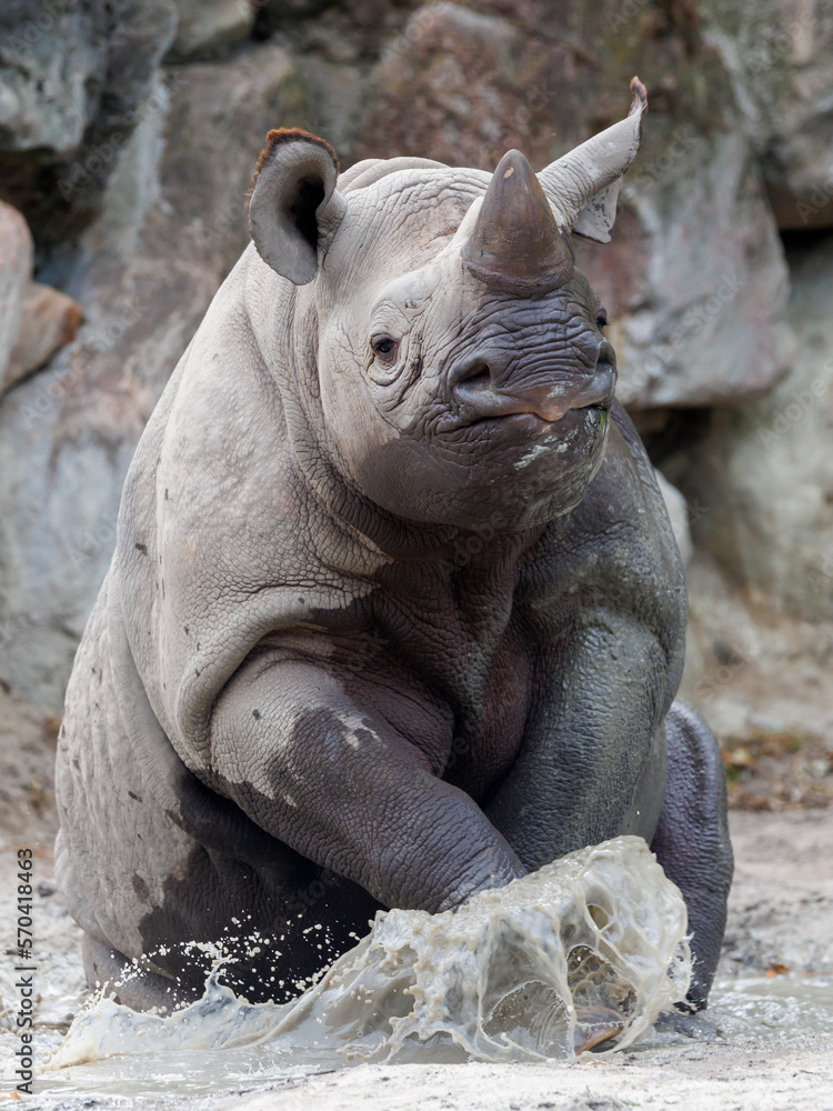 A black rhinoceros, black rhino or hook-lipped rhinoceros is having fun in a pool of water A black rhinoceros, black rhino or hook-lipped rhinoceros is having fun in a pool of water
