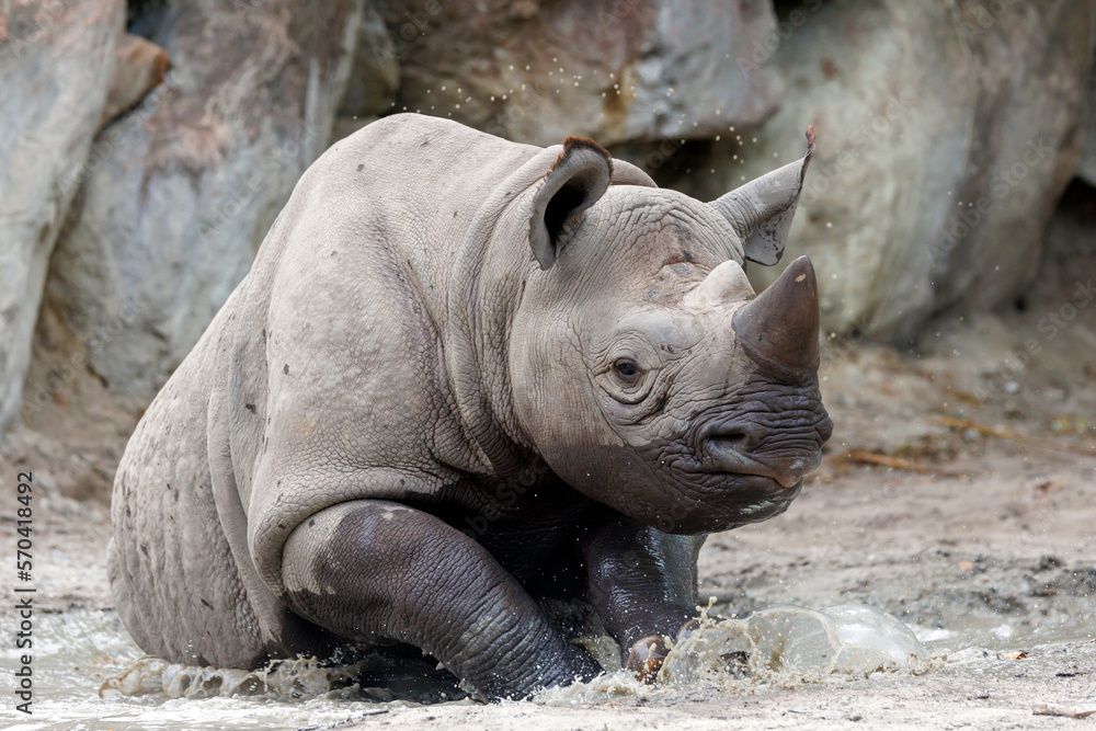 A black rhinoceros, black rhino or hook-lipped rhinoceros is having fun in a pool of water A black rhinoceros, black rhino or hook-lipped rhinoceros is having fun in a pool of water