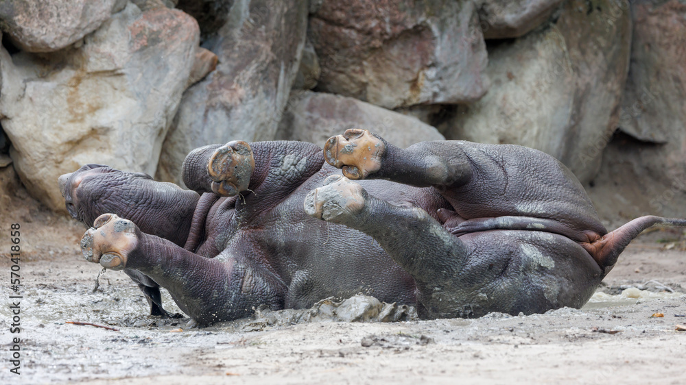 Fototapeta premium A black rhinoceros, black rhino or hook-lipped rhinoceros is having fun in a pool of water
