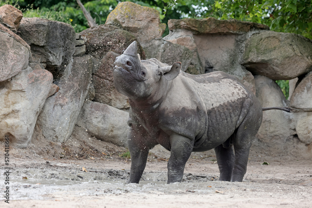 Naklejka premium A black rhinoceros, black rhino or hook-lipped rhinoceros is having fun in a pool of water