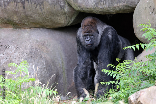 Fotografiet portrait of western lowland silverback gorilla