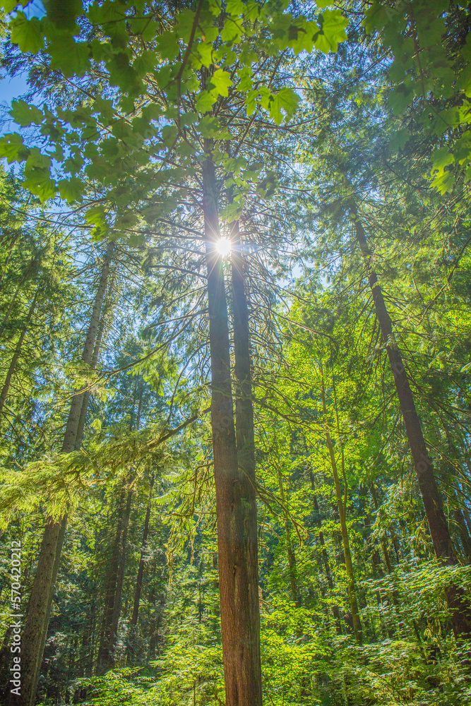 Fototapeta premium Coquitlam Mundy Park Tree under sun