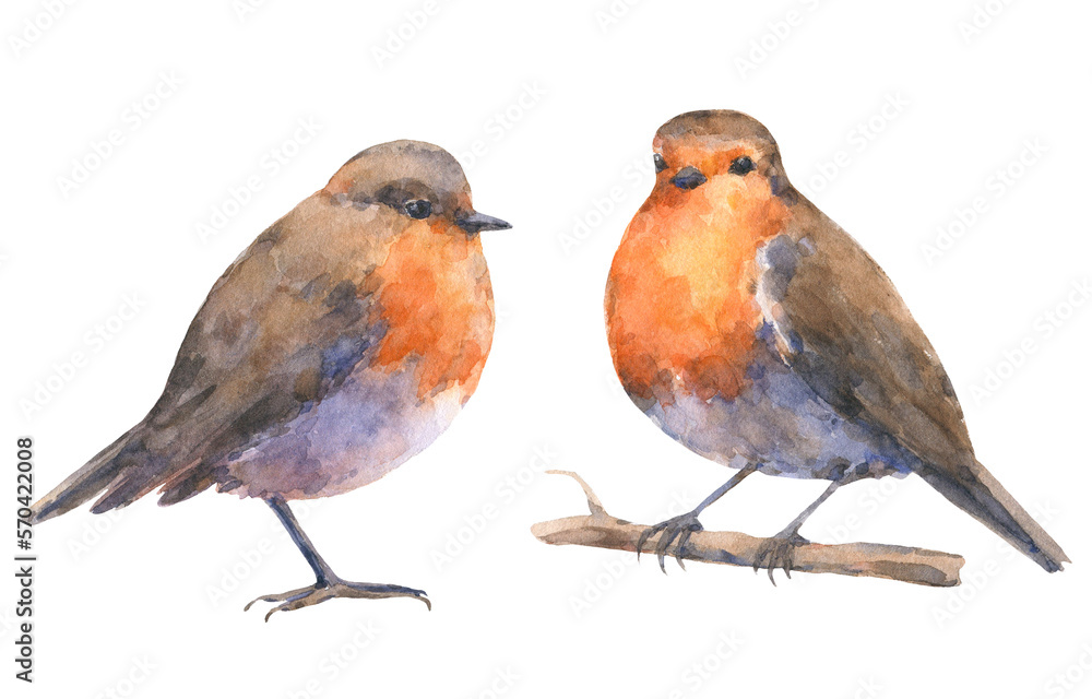 Handdrawn set of european robin bids Handdrawn set of european robin bids