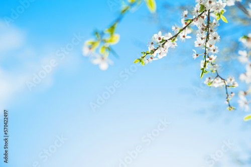 Springtime greeting card and copy space. Blooming spring trees close up.