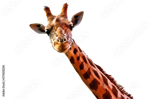 head of giraffe isolated on transparent background