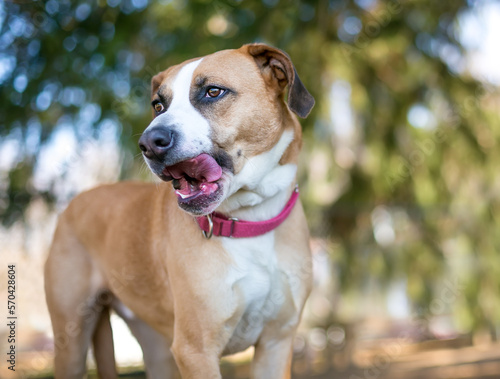 A brown and white Pit Bull Terrier mixed breed dog licking its lips