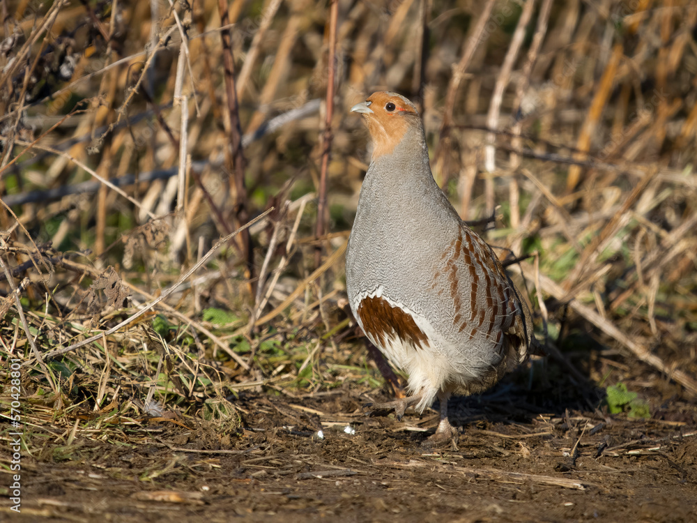 Grey partridge, Perdix perdix