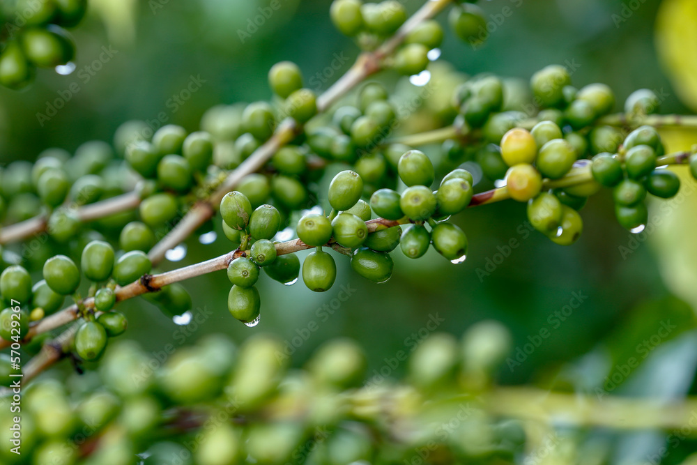 Close-up on coffee beans on the tree with dew drops. Countryside of Minas Gerais state, Brazil Close-up on coffee beans on the tree with dew drops. Countryside of Minas Gerais state, Brazil