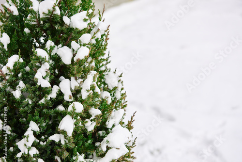 snow on the branch, winter tree