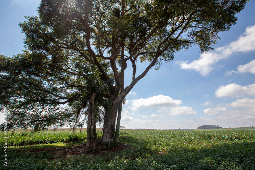 Tree in the backlight of the soybean field. Goias state, Brazil