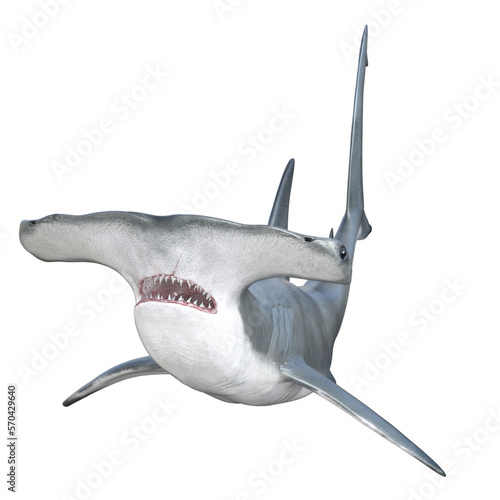 Hammerhead shark isolated 3d render