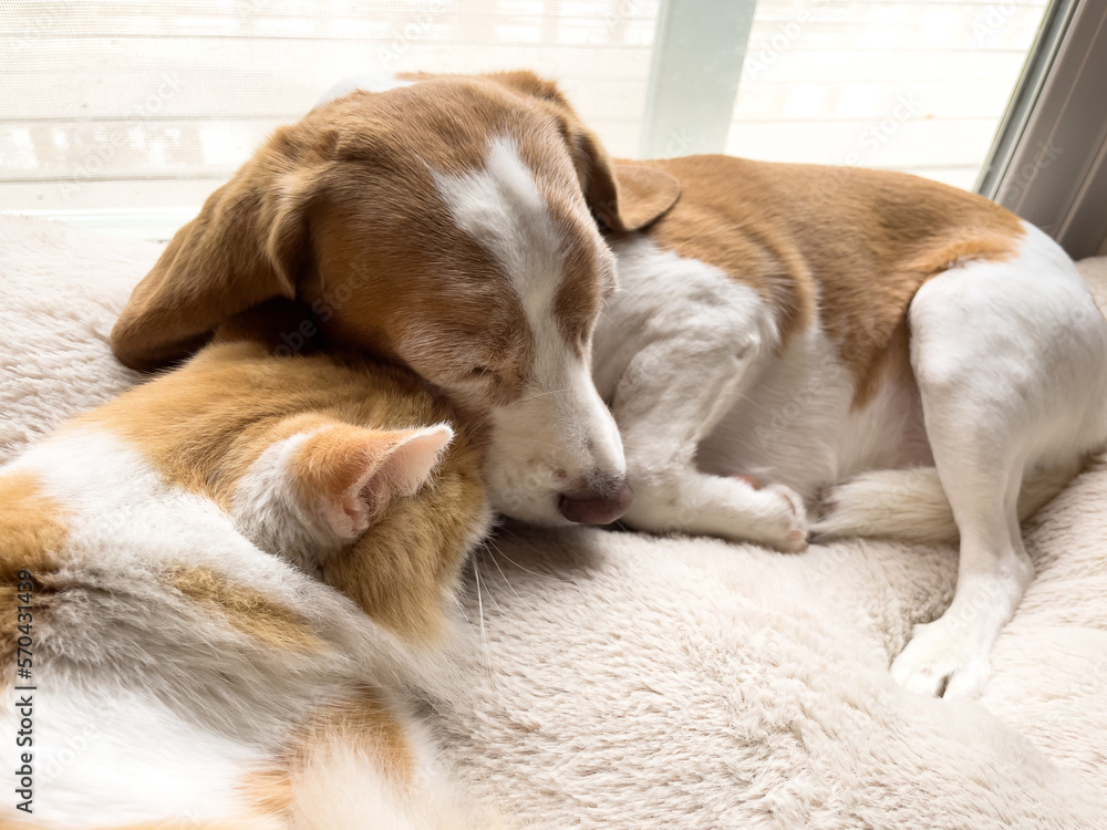 Foto de Fluffy brown and white cat nuzzle nose underneath head of brown