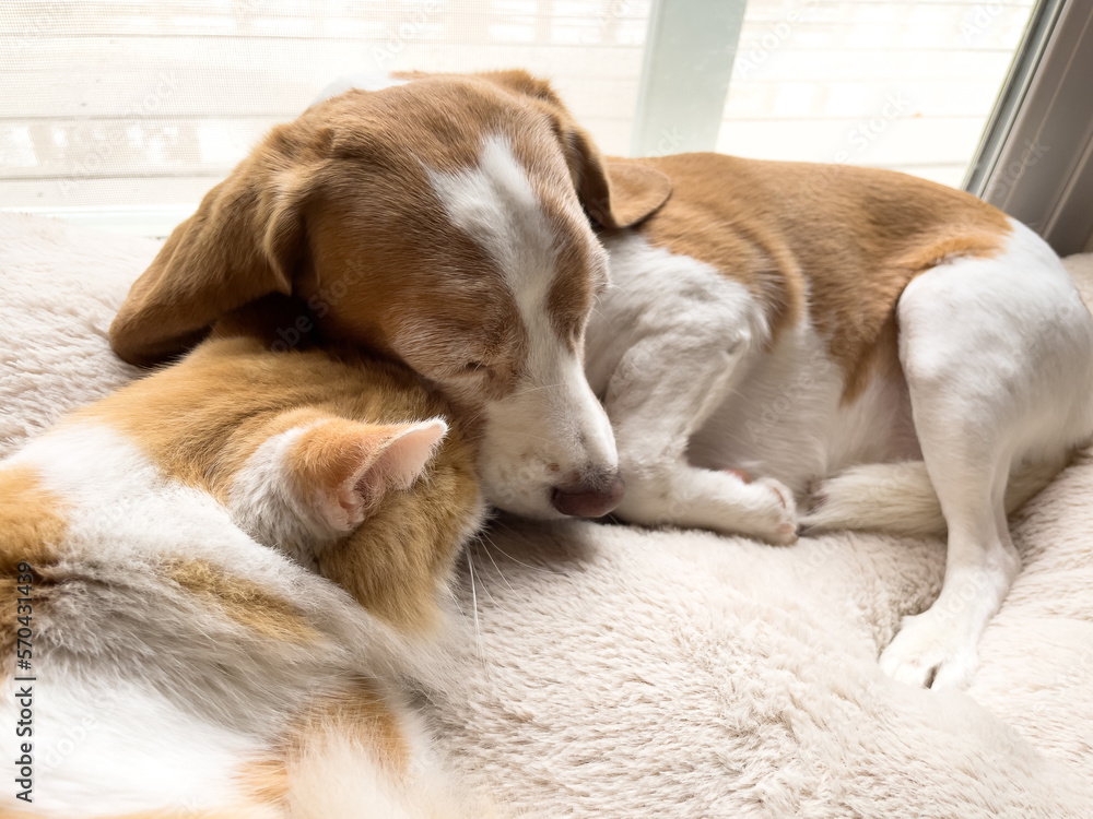Fluffy brown and white cat nuzzle nose underneath head of brown and white Beagle. Two domestic animals, a cat and a dog, with the same coloring nuzzle closely together while sleeping on dog bed