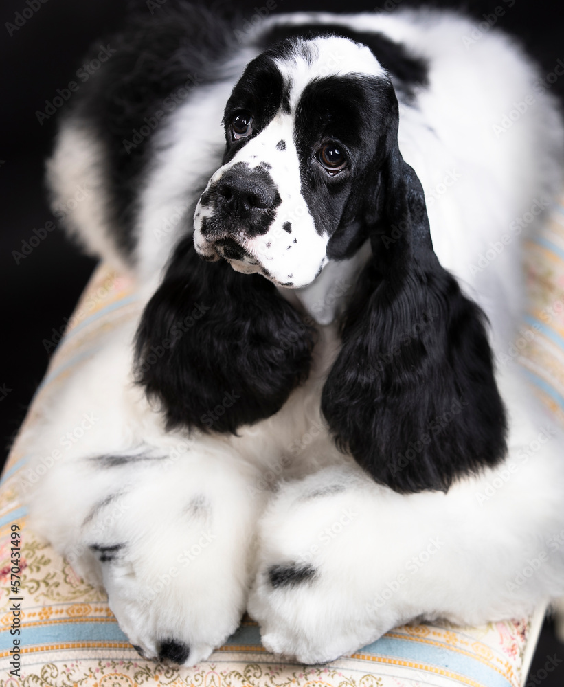 Portrait of a black and white purebred American Cocker Spaniel Portrait of a black and white purebred American Cocker Spaniel
