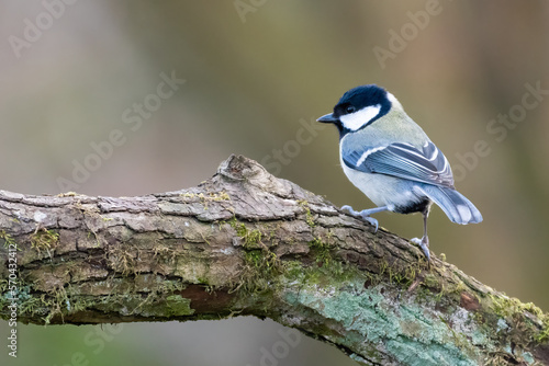 Great tit (Parus major) perched on a branch in the forest, Edinburgh, Scotland