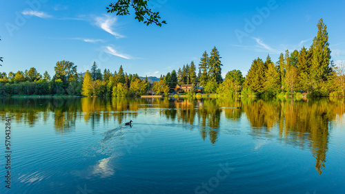 Fototapeta Naklejka Na Ścianę i Meble -  Coquitlam Como Lake Park Duck