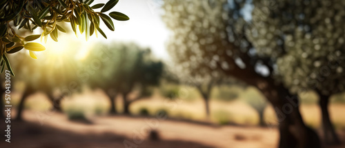 defocused olive fiel trees background with branches on the side at morning sunshine with copyspace area photo