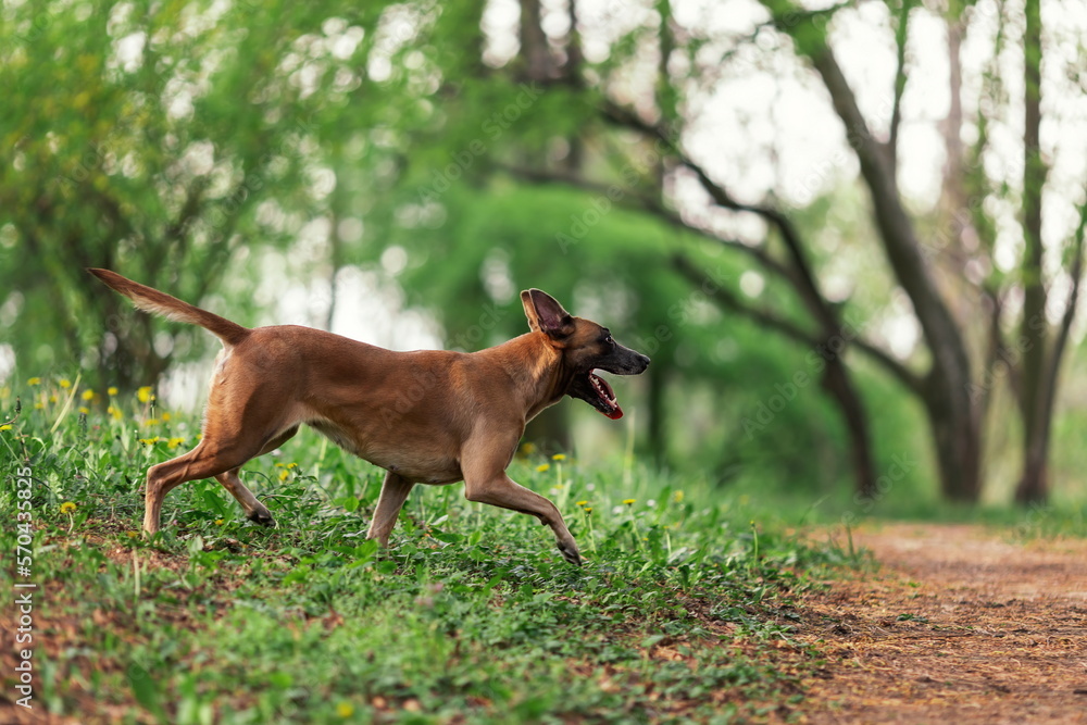 Naklejka premium Belgian shepherd malinois walking in the green park