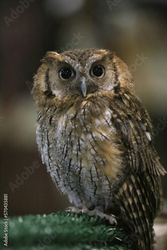 Wild bird owl with big eyes. Choliba. Closeup in bokeh lights
