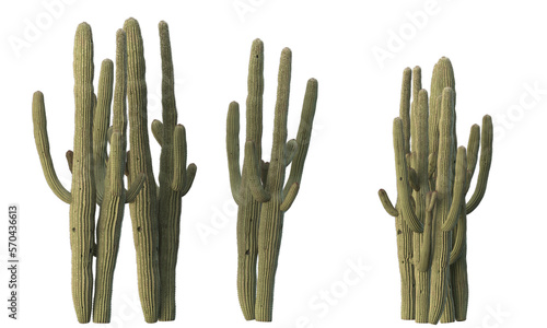 variety of cactus plants