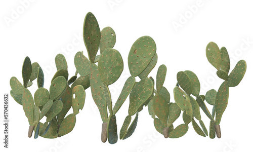 variety of cactus plants photo