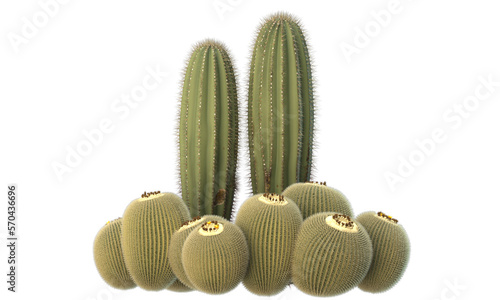 variety of cactus plants photo