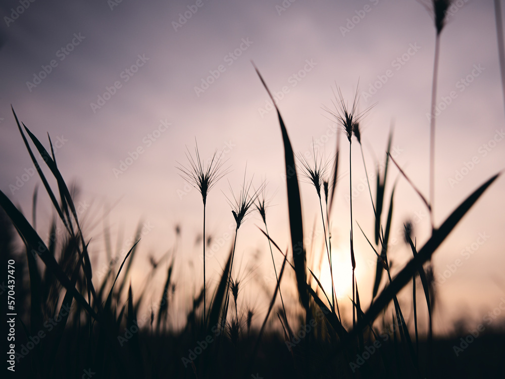 sunset in the grass