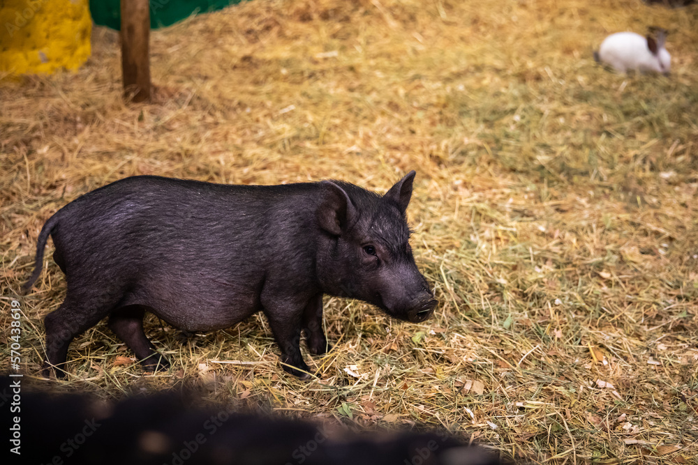 Little black pig walks on straw. Little black pig walks on straw.