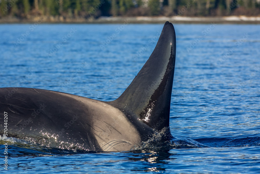 Fototapeta premium Orca Diving