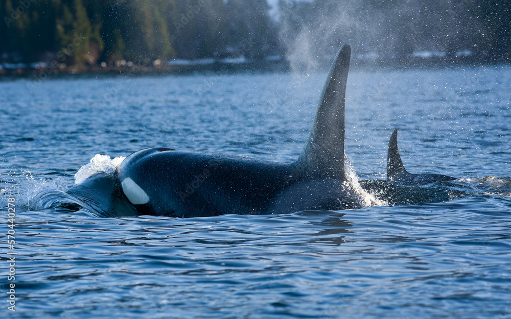 Fototapeta premium Orca Spouting