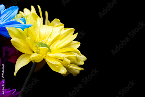 Colorful Flowers Against A Black Background In A Studio Environment