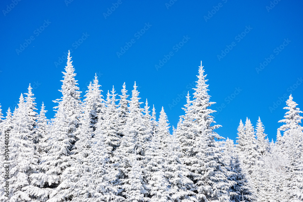 Snowy forest contrasting against the blue sky on a wonderful winter day Snowy forest contrasting against the blue sky on a wonderful winter day