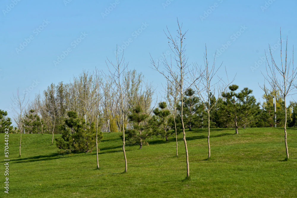 young firs and birches on a green meadow against the blue sky