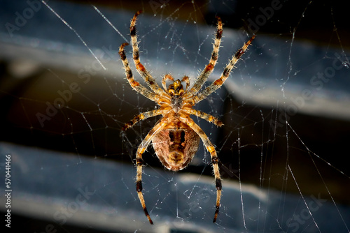 big beautiful spider in its web on a dark background