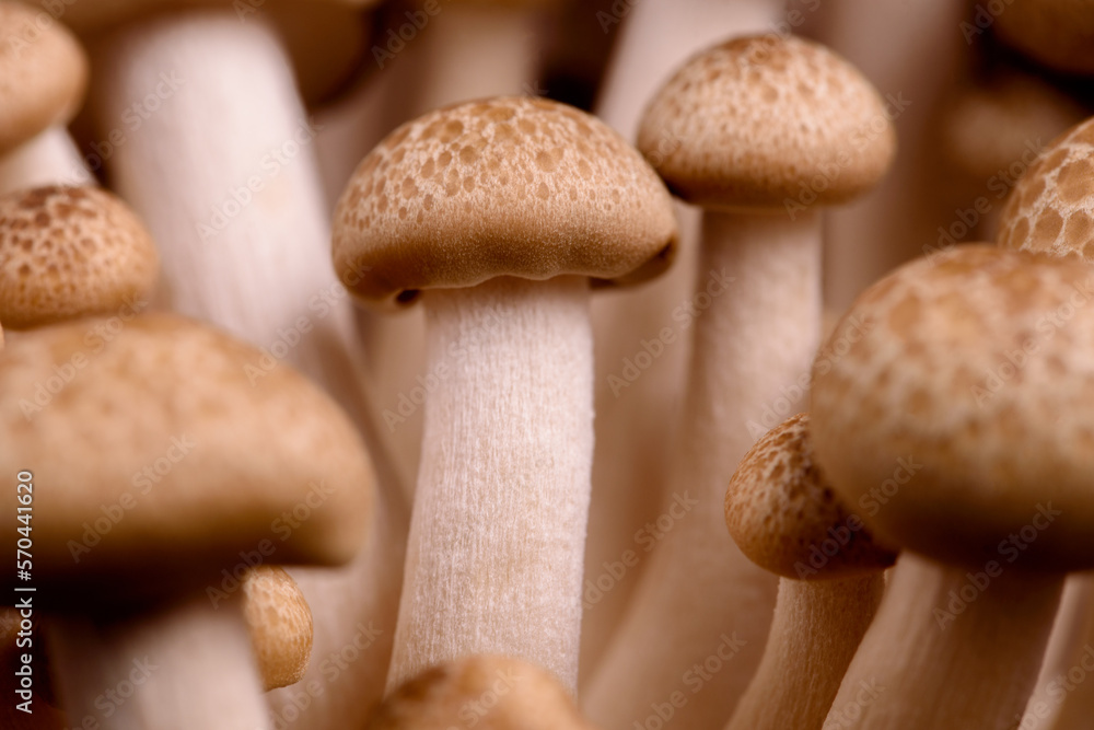 Shimeji mushroom. Fresh uncooked buna brown edible mushrooms from Asia, rich in umami tasting compounds such as guanylic and glutamic acid Shimeji mushroom. Fresh uncooked buna brown edible mushrooms from Asia, rich in umami tasting compounds such as guanylic and glutamic acid