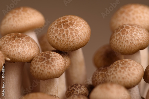 Shimeji mushroom. Fresh uncooked buna brown edible mushrooms from Asia, rich in umami tasting compounds such as guanylic and glutamic acid © Ordasi  Tatyjana