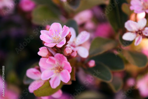 close up of beautiful pink blossom flowers at day light