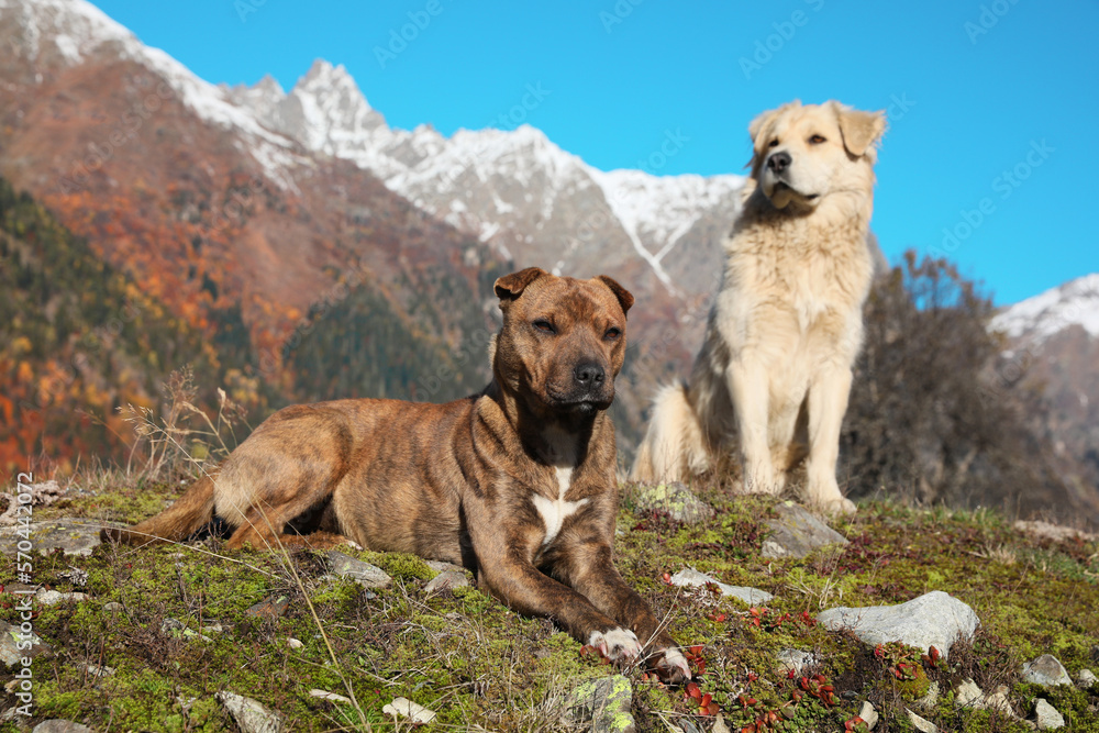 Adorable dogs in mountains on sunny day Adorable dogs in mountains on sunny day