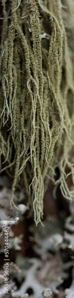 Banner 4x1 Growth of moss and deciduous tree on the trunk of a coniferous tree in a winter forest Banner 4x1 Growth of moss and deciduous tree on the trunk of a coniferous tree in a winter forest