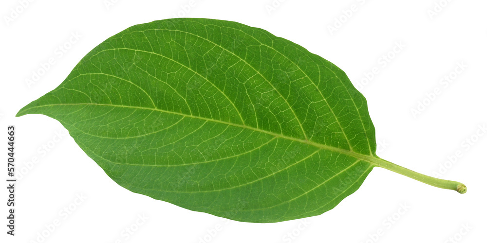 Fototapeta premium Medicinal gondho badali of Indian subcontinet