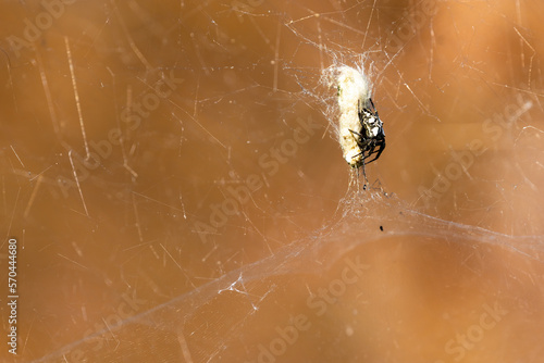 Nature's master weaver at work - the spider spider sitting over its prey wrapping it in a web photo