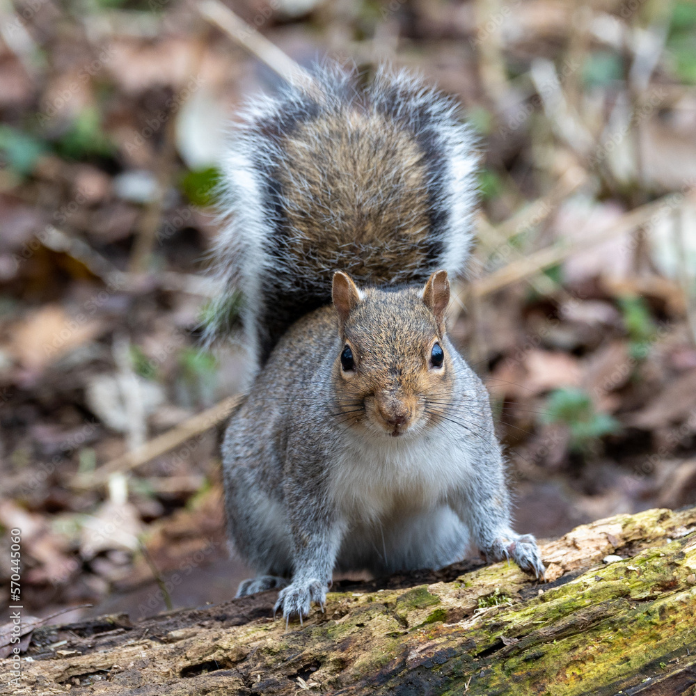 Grey squirrel on a forest log. Grey squirrel on a forest log.