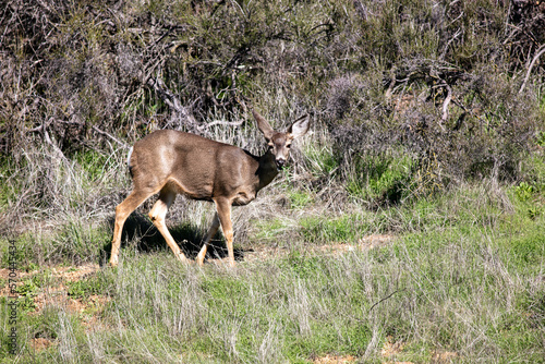 A Mule Deer Doe Yearling in a Chaparral Habitat